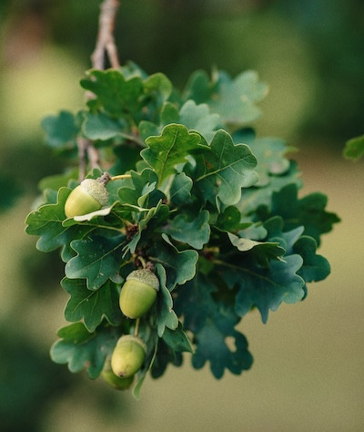 Plats cuisinés Le Vieux Chêne